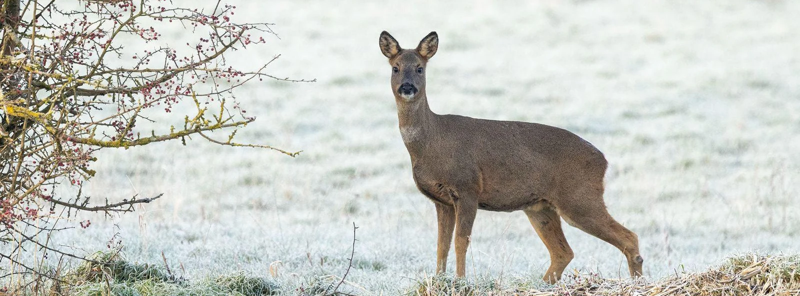 Deer in a field